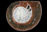 2-3" Polished, Fossil Goniatite "Button"  - Photo 3